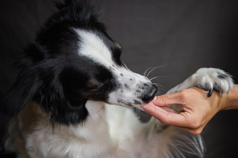 canine dental chart pdf