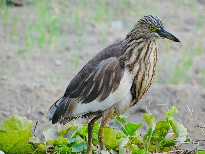 lake fork crappie guides